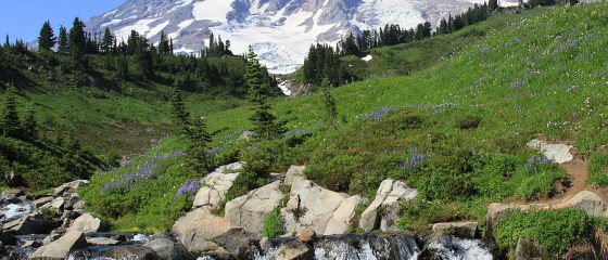 mt rainier